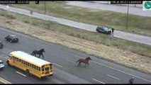 Usa, a Cleveland due cavalli in autostrada contromano