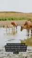 Facts About Saiga Antelope
