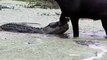 Wildebeest Escapes Vicious Crocodile Attack