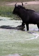 Wildebeest Escapes Vicious Crocodile Attack