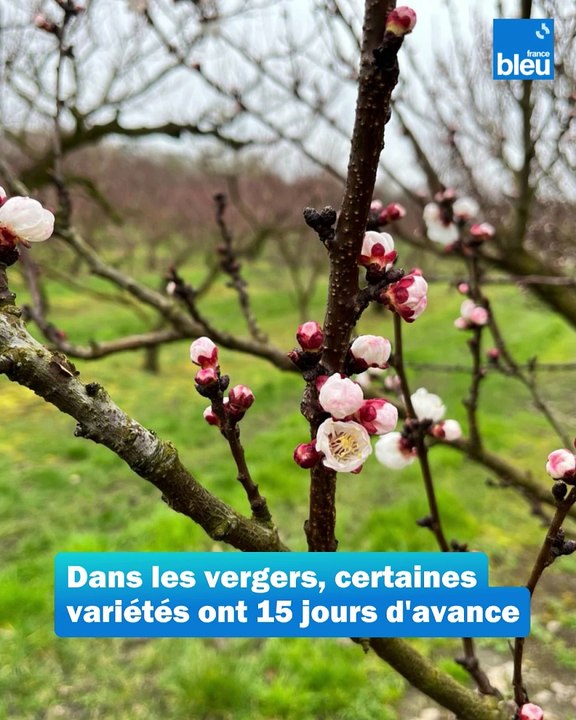 Les conséquences de la douceur de l'hiver dans les vergers de Lorraine