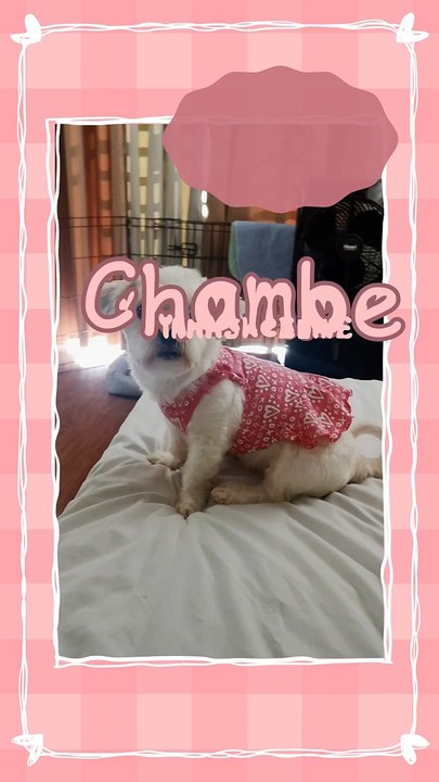 Chambe ❤️