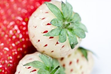 #Japon #Anecdote #Fraises Blanches