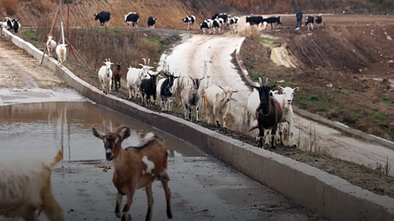 لحم الغنم فوائده عديدة تعرف عليها