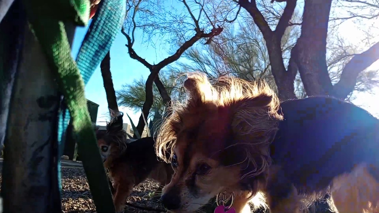 Ozzyta Villanova; Ozzyta saw lady&doggie & barked her head off; Villanova couldn't have cared less VID_20240229_165355044