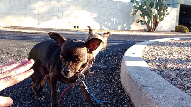 Villanova Paco ~learning 'leave it' type command-grunt; hoping Villanova's calm role model 4 him VID_20240229_172802188