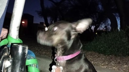 Villanova Paco wanted 2 go 4 doggie walk before sunset as I feel much safer bein able 2 see better VID_20240304_190038073