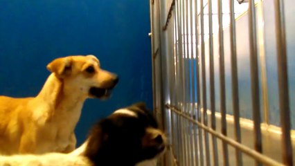 Old film❤️Angelica(Oreo) 1y A593770 Shih Tzu Adopted3-19-2017 Foxy 2y A593766 Chihuahua Adopted 3-24-2017 under Tent kennel 191 Pima Animal Care Center❤️4000 N. Silverbell Tucson AZ 520-724-5900 on 3-17-2017old film