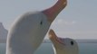 Reunited and it feels so good!Wandering albatrosses mate for life, returning to their partner after traveling thousands of