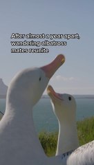 Reunited and it feels so good!Wandering albatrosses mate for life, returning to their partner after traveling thousands of
