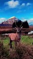 Majestic Scottish Red Deer