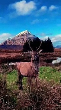 Majestic Scottish Red Deer