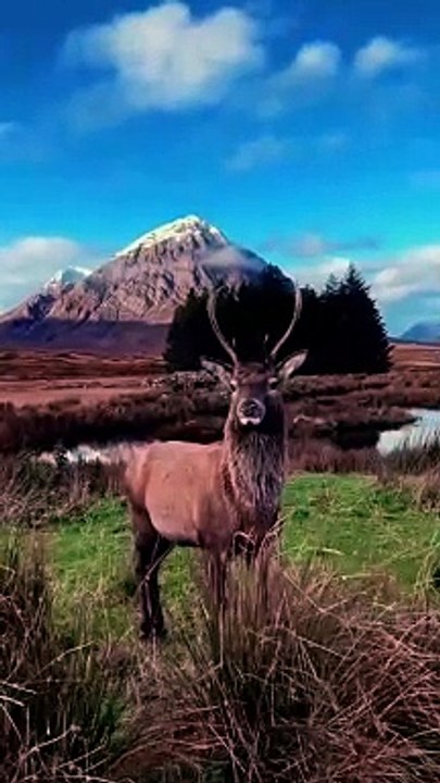 Majestic Scottish Red Deer