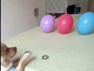 Bom de mira? Cachorro aparece testando sua pontaria em vídeo hilário; assista