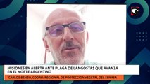 Misiones en alerta ante plaga de langostas que avanza en el norte argentino