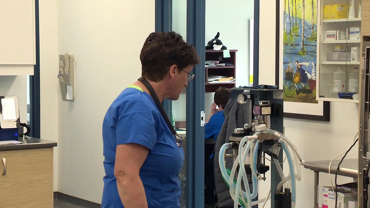 Vétérinaire : fermeture de la clinique de Saint-Omer