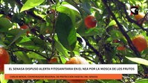 El SENASA dispuso alerta fitosanitaria en el NEA por la mosca de los frutos