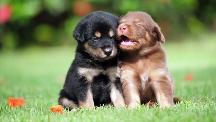 Funny Dog Videos: Live a lively life with hilarious dogs and cats _ Dear Cutey