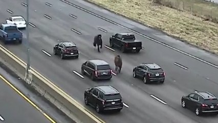 Dos caballos sueltos causan el caos en una autopista