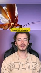 A quel point les cafards sont effrayants ?