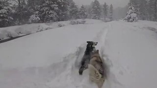 Huskies Bound Through Deep Snow as Blizzard Hits Tahoe