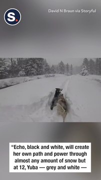 Huskies Bound Through Deep Snow as Blizzard Hits Tahoe
