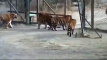 Siberian Tigers meet Bengal Tiger