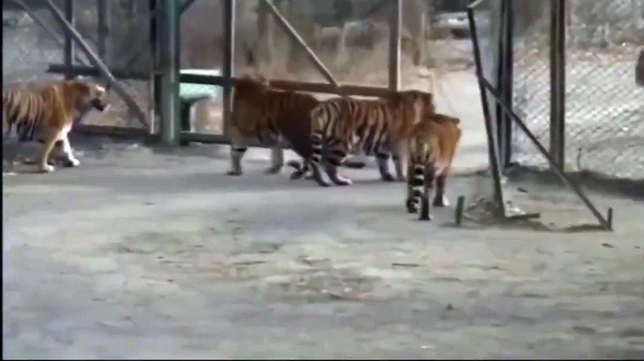 Siberian Tigers meet Bengal Tiger
