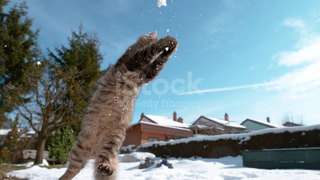 cat jumping clips videos pets big cat cute cat animals dogs cats