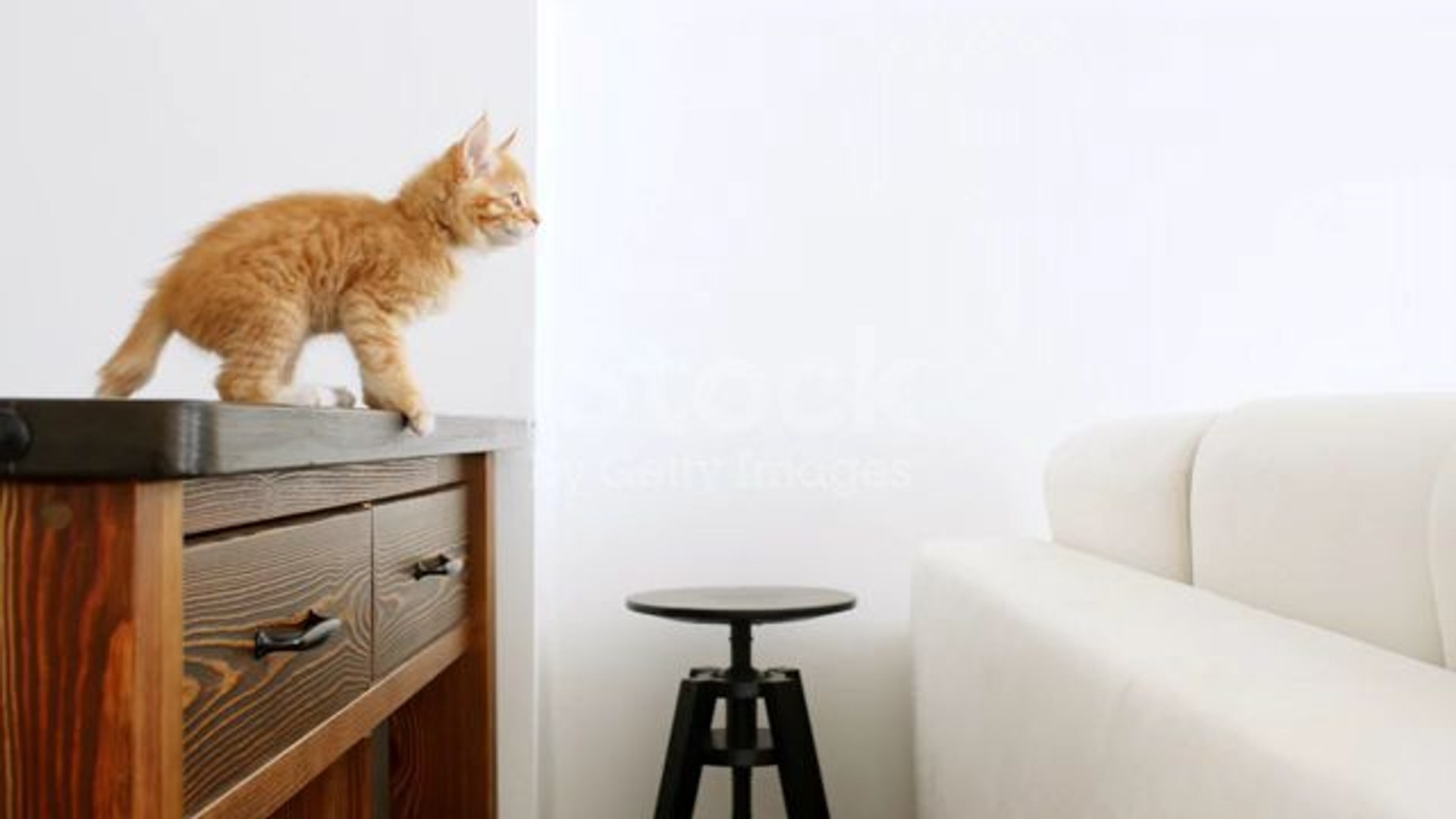⁣cat jumping clips videos pets big cat lion pet animal
