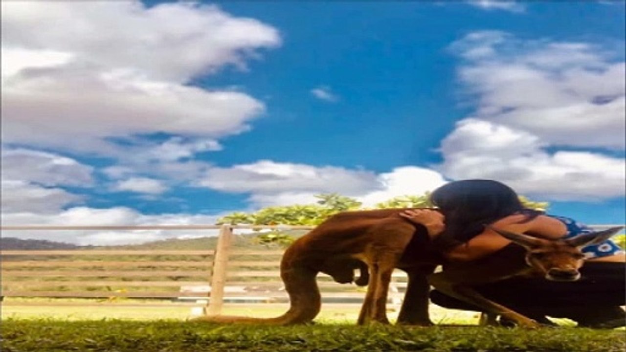 EMACIATED KANGAROO AT ZOO