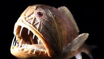 Cá răng nanh - loài cá có hàm răng đáng sợ nhất