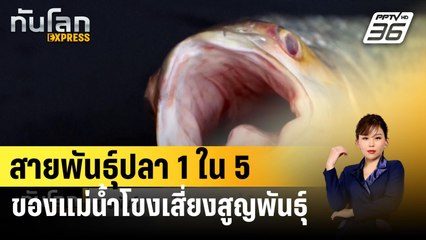 สายพันธุ์ปลา 1 ใน 5 ของแม่น้ำโขงเสี่ยงสูญพันธุ์ | ทันโลก EXPRESS | 5 มี.ค. 67