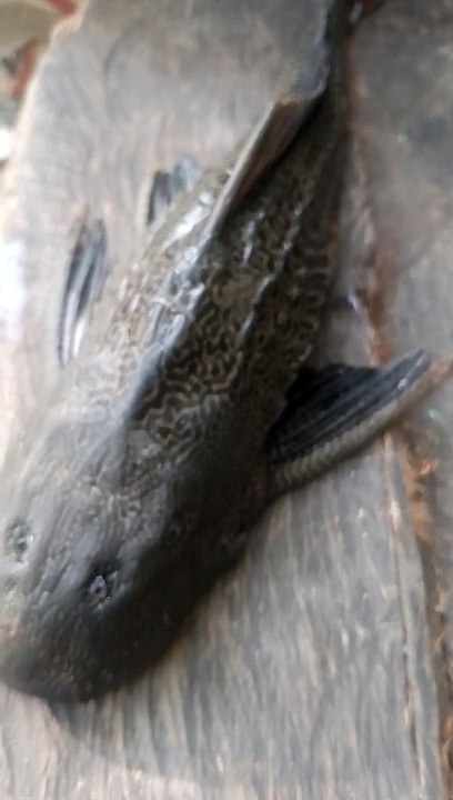 janitor fish