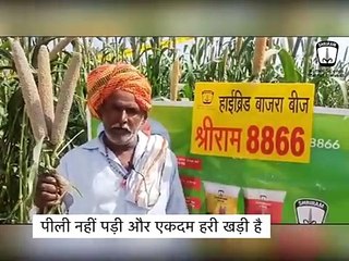 No Fear of Bad Weather, "Shriram 8866" Bajra Farmers are Carefree