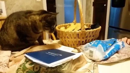 Vidio Lucu Hewan 2023