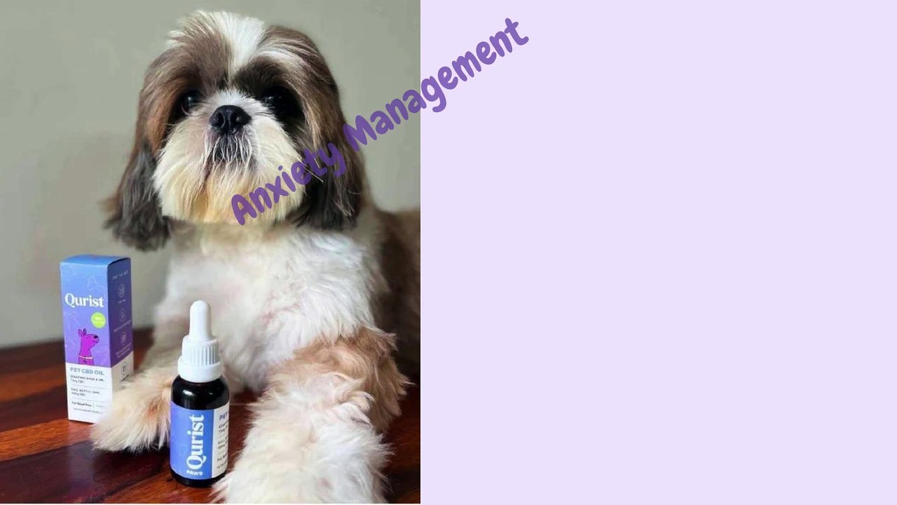 Pet CBD Oil in India | CBD Oil for Dogs & Cats