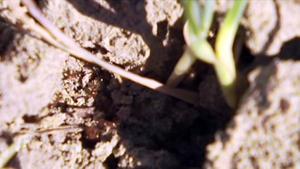 Inquiry hears eradication of insect is possible in Australia