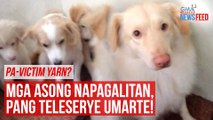 Pa-victim yarn?  Mga asong napagalitan, pang teleserye umarte! | GMA Integrated Newsfeed