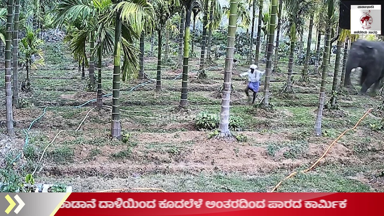 ಕಾರಿನ ಕೆಳಗೆ ಅವಿತು ಪ್ರಾಣ ಉಳಿಸಿಕೊಂಡ ಕಾರ್ಮಿಕ | Sakleshpura | Elephant