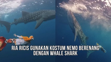 Momen Ria Ricis Berenang Bersama Whale Shark Gunakan Kostum Ikan Nemo