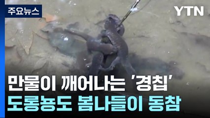 포근한 경칩, 큰산개구리· 도롱뇽 깨어나고 봄꽃 활짝 / YTN