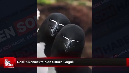 Nesli tükenmekte olan Ustura Gagalı