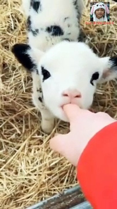 Thèm sữa mà đi bú tay