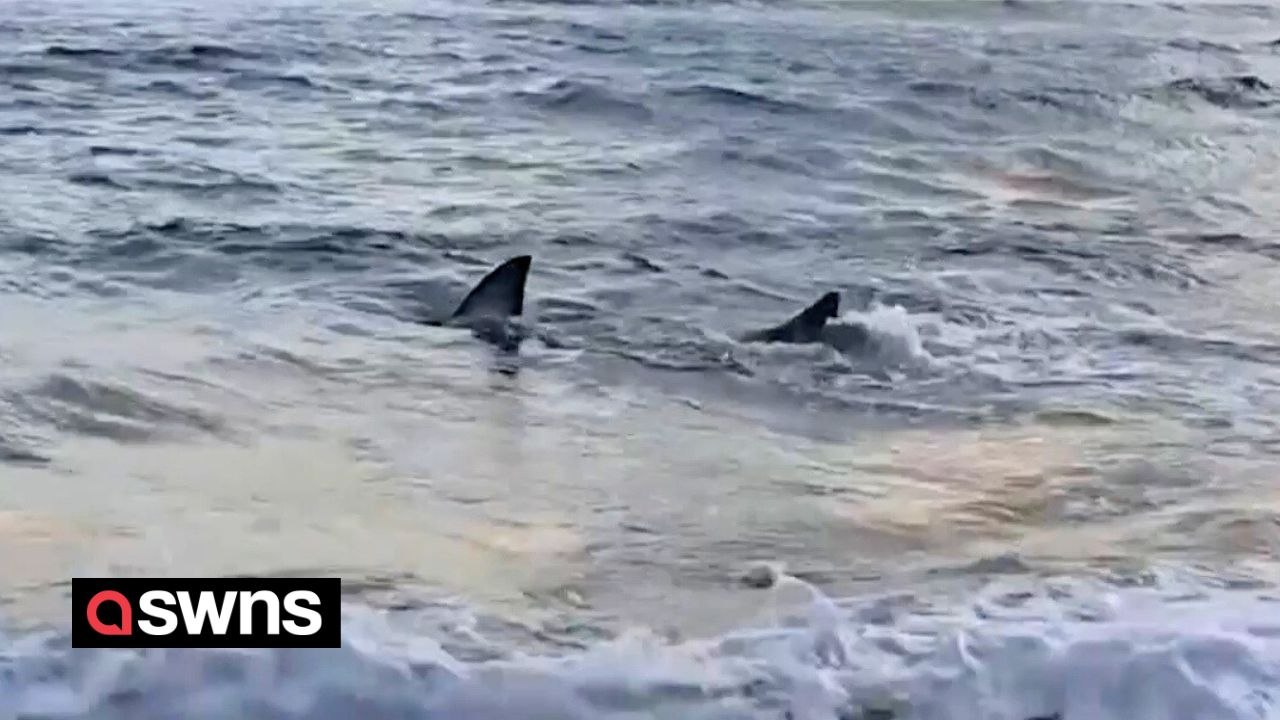 Video of great white shark thrashing around in shallow water before it washed up on Australian beach