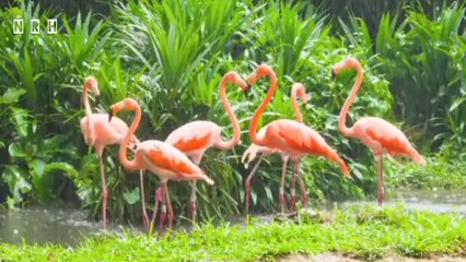 Best relaxation film "Beautiful Nature" with most charming nature & relaxation music