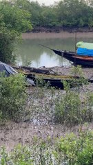 We all ran away when we suddenly heard the call of a tiger in the Sundarbans