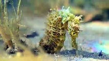 Javier Murcia, naturalista y experto en fotografía submarina, ha capturado imágenes de caballitos de mar reproductores que llevaban sin ser vistos ni censados en el Mar Menor  desde 2022