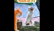 funny video  viral  viral  viral  funnyvideo  cat  video  viral