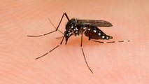 Mosquitos Modificados Genéticamente Para Combatir Enfermedades
